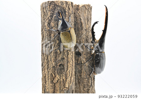 ヘラクレスヘラクレスとヘラクレスレイディ 93222059