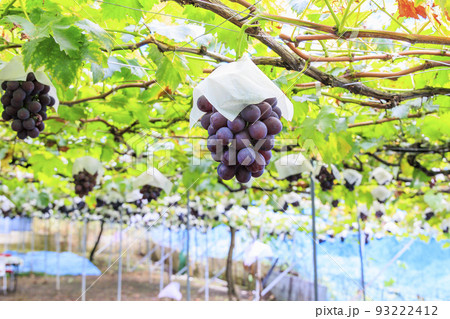 ぶどう狩り 93222412