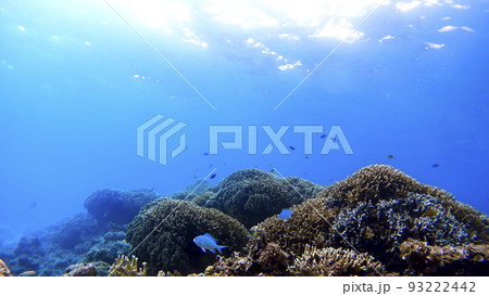 沖縄 渡嘉敷島の水中写真 沖縄 渡嘉敷島の水中写真 93222442