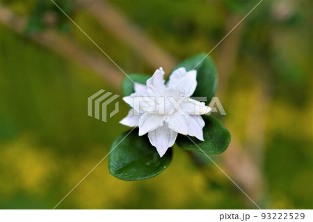 ハクチョウゲ 白丁花 ヤエハクチョウゲ 八重咲 ハクチョウゲ 白丁花 ヤエハクチョウゲ 八重咲 93222529