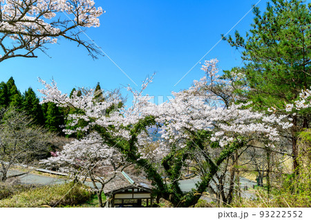 高森峠の千本桜風景「九十九曲がり」と呼ばれ約7000本の桜が3kmの沿道を埋め尽くす景色」 高森峠の千本桜風景「九十九曲がり」と呼ばれ約7000本の桜が3kmの沿道を埋め尽くす景色」 93222552