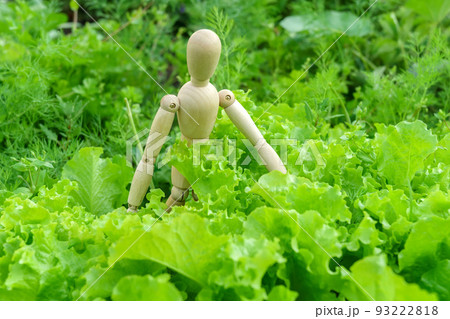 Wooden man Farmer planting lettuce seedlings in the vegetable garden. Home gardening and plant growing concept. 93222818