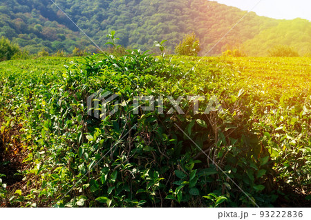 Green tea leaves and buds in a tea plantation. Foods and nature concept. 93222836