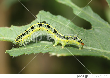 オクラの葉を食い荒らす、フタトリコヤガの幼虫 93223073