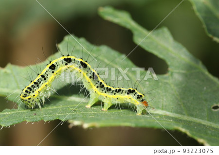 オクラの葉を食い荒らす、フタトリコヤガの幼虫 93223075