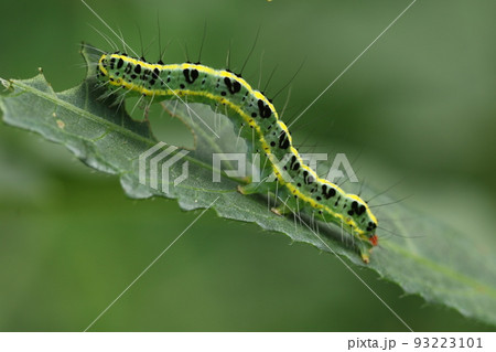 オクラの葉を食い荒らす、フタトリコヤガの幼虫 オクラの葉を食い荒らす、フタトリコヤガの幼虫 93223101