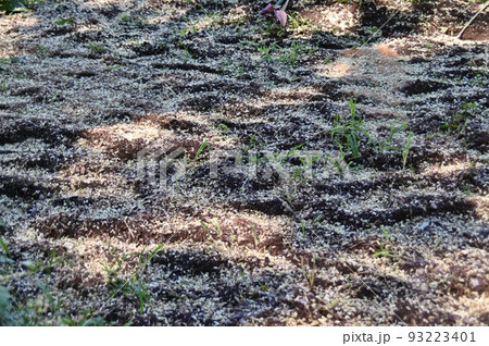 ミズナラの落ちた花びらで覆われた畑 ミズナラの落ちた花びらで覆われた畑 93223401