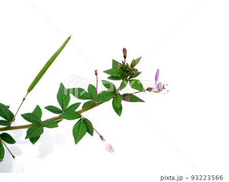 Close up of Wild spider flower, Spider weed on white background. 93223566