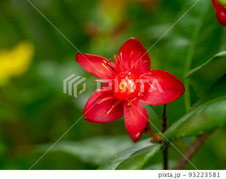 Close up red seed of Micky mouse flower with blur background. Close up red seed of Micky mouse flower with blur background. 93223581