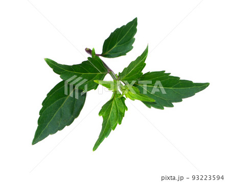 Close up Cat's whisker, Java tea, Misai kuching leaves on white background. Close up Cat's whisker, Java tea, Misai kuching leaves on white background. 93223594