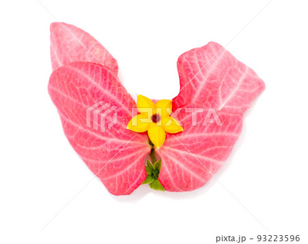 Close up Dona flower with pink leaves. Close up Dona flower with pink leaves. 93223596