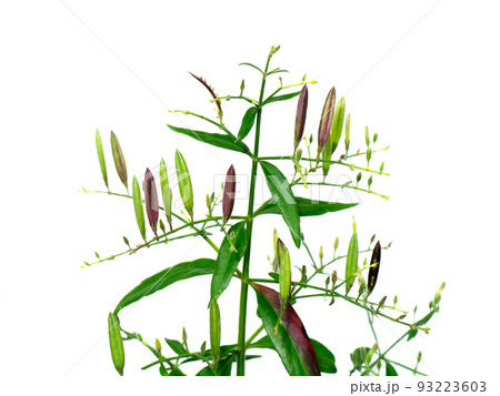 Close up Seeds on branch of The Creat plant, Kariyat with white background. Close up Seeds on branch of The Creat plant, Kariyat with white background. 93223603