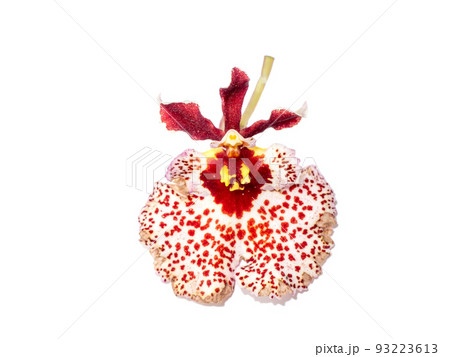 Close up Oncidium orchid flower on white background. Close up Oncidium orchid flower on white background. 93223613