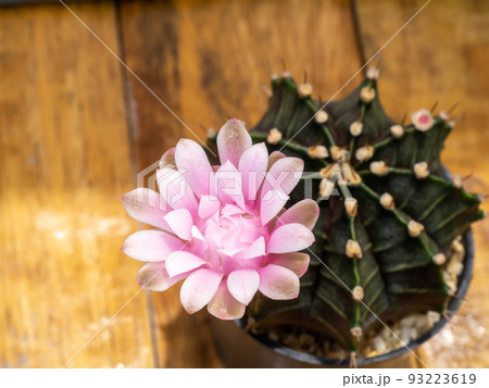 Close up Pink cactus flower with blur background. 93223619