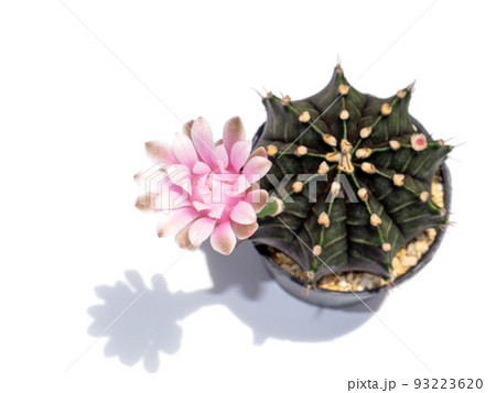 Close up Pink cactus flower with blur tree and soft shadow on white background. 93223620