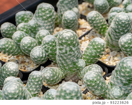 Close up green cactus tree with cactus hair and barbed hook. 93223626