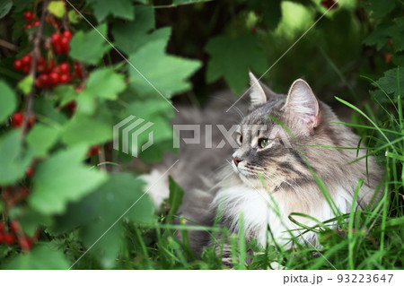 Gray cat with green eyes siting in a grass under bush of red currant with ripe berries 93223647