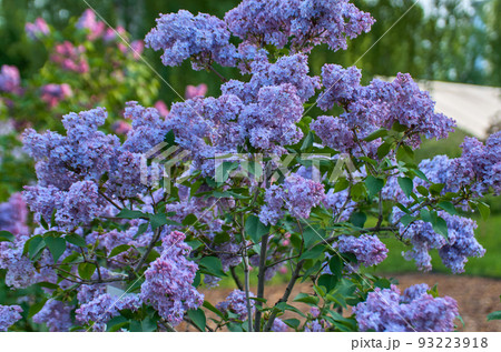 Close up of lilac branch in bloom 93223918