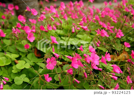 可愛らしいピンクのハナカタバミ。 93224125