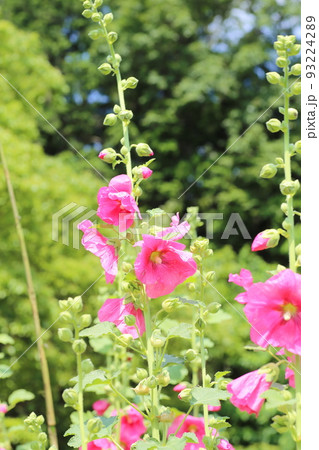 農家の庭先に咲く、梅雨明けを待つ、タチアオイの花 93224289