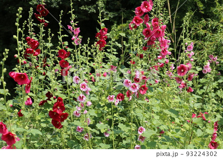 農家の庭先に咲く、梅雨明けを待つ、タチアオイの花 農家の庭先に咲く、梅雨明けを待つ、タチアオイの花 93224302