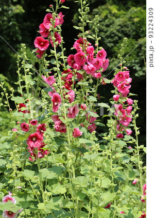 農家の庭先に咲く、梅雨明けを待つ、タチアオイの花 農家の庭先に咲く、梅雨明けを待つ、タチアオイの花 93224309