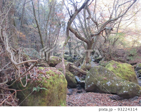 熊本県阿蘇郡南小国町にある、普段は立ち入ることができない手付かずの自然のままの渓谷、晩秋のマゼノ渓谷 熊本県阿蘇郡南小国町にある、普段は立ち入ることができない手付かずの自然のままの渓谷、晩秋のマゼノ渓谷 93224314