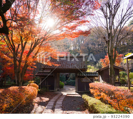 薬医門の紅葉　薬師池公園（東京都町田市） 93224390