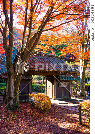 薬医門の紅葉　薬師池公園（東京都町田市） 93224391