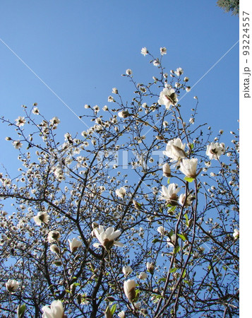 White Magnolia flower bloom on background of blurry White Magnolia flower bloom on background of blurry 93224557