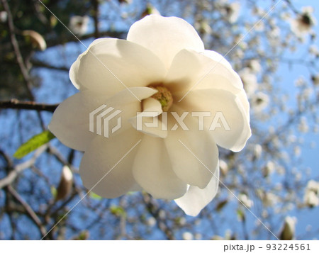 White magnolia flower against the sky close-up White magnolia flower against the sky close-up 93224561