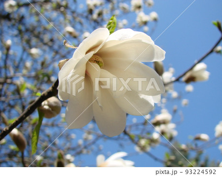White magnolia flower against the sky close-up White magnolia flower against the sky close-up 93224592