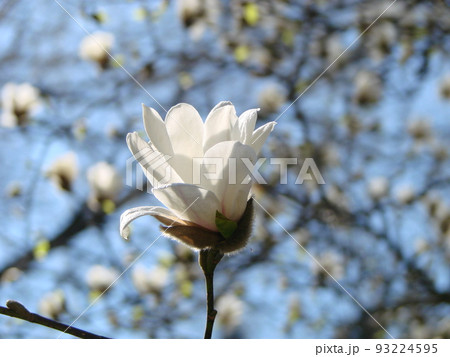 White magnolia flower against the sky close-up 93224595
