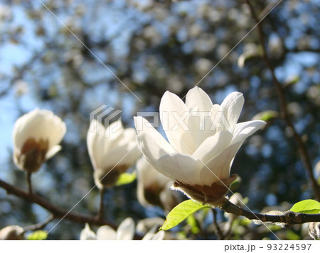 White magnolia flower against the sky close-up 93224597
