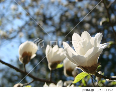 White magnolia flower against the sky close-up 93224598