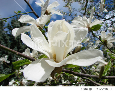 White magnolia flower against the sky close-up White magnolia flower against the sky close-up 93224611