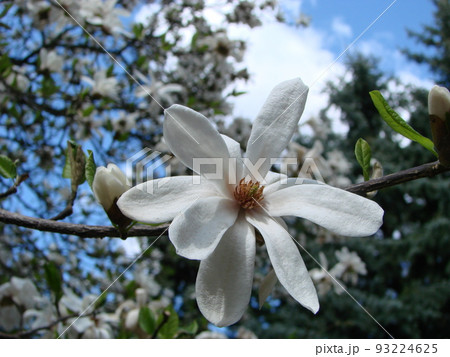 White magnolia flower against the sky close-up 93224625