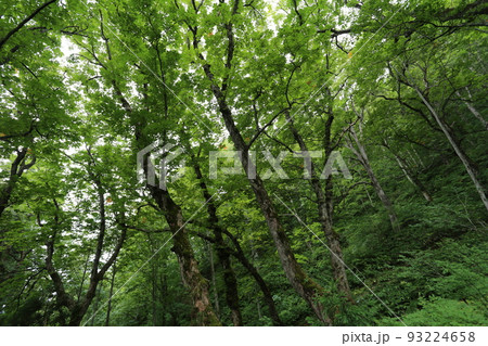 真夏に青々と茂る山奥の大木 トチノキ 真夏に青々と茂る山奥の大木 トチノキ 93224658