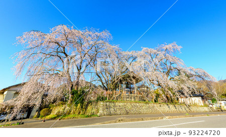 浄泉寺の枝垂れ桜「観光名所:平安絵巻のような華麗な風景」宮崎県西臼杵郡五ヶ瀬町 浄泉寺の枝垂れ桜「観光名所:平安絵巻のような華麗な風景」宮崎県西臼杵郡五ヶ瀬町 93224720