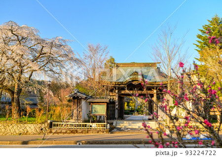 浄泉寺の枝垂れ桜「観光名所：平安絵巻のような華麗な風景」宮崎県西臼杵郡五ヶ瀬町 93224722