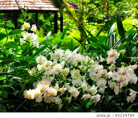 シンガポール国立蘭園の庭園の花 シンガポール国立蘭園の庭園の花 93224794