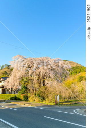 美しい大木の枝垂れ桜風景 宮崎県西臼杵郡五ヶ瀬町(原田家の枝垂れ桜) 美しい大木の枝垂れ桜風景 宮崎県西臼杵郡五ヶ瀬町(原田家の枝垂れ桜) 93224906