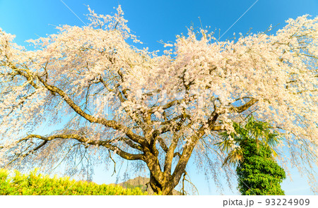 美しい大木の枝垂れ桜風景 宮崎県西臼杵郡五ヶ瀬町(原田家の枝垂れ桜) 美しい大木の枝垂れ桜風景 宮崎県西臼杵郡五ヶ瀬町(原田家の枝垂れ桜) 93224909
