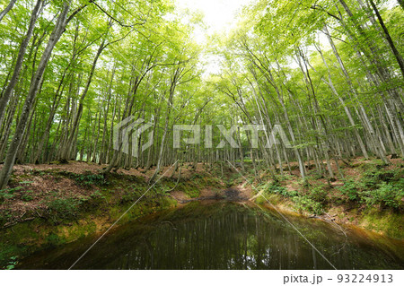 夏の美人林 93224913