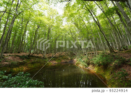 夏の美人林 93224914