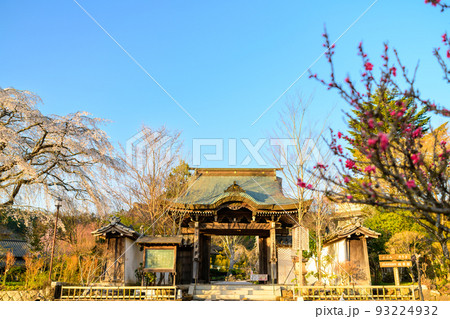 浄泉寺の枝垂れ桜「観光名所：平安絵巻のような華麗な風景」宮崎県西臼杵郡五ヶ瀬町 93224932
