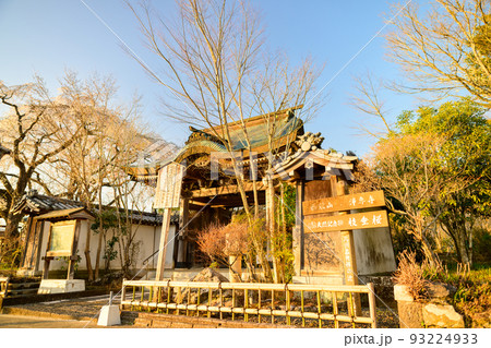 浄泉寺の枝垂れ桜「観光名所：平安絵巻のような華麗な風景」宮崎県西臼杵郡五ヶ瀬町 93224933