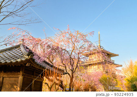 浄泉寺の枝垂れ桜「観光名所：平安絵巻のような華麗な風景」宮崎県西臼杵郡五ヶ瀬町 93224935