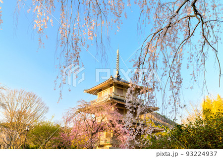 浄泉寺の枝垂れ桜「観光名所：平安絵巻のような華麗な風景」宮崎県西臼杵郡五ヶ瀬町 93224937