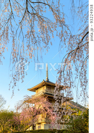 浄泉寺の枝垂れ桜「観光名所：平安絵巻のような華麗な風景」宮崎県西臼杵郡五ヶ瀬町 93224938